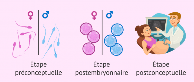 Méthodes de sélection du sexe