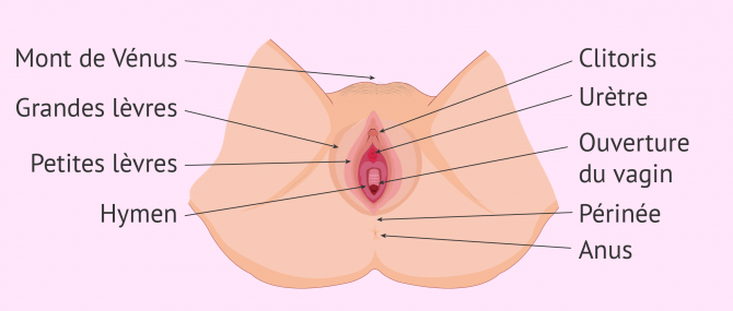 Appareil reproducteur féminin externe