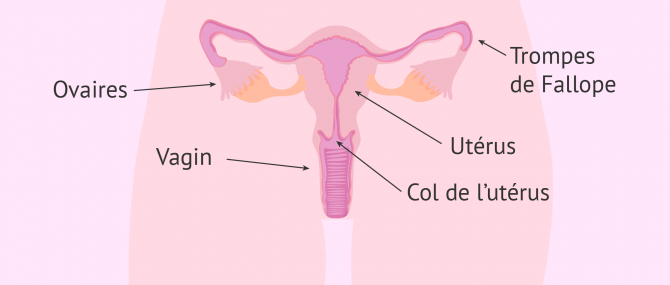 Appareil reproducteur féminin interne