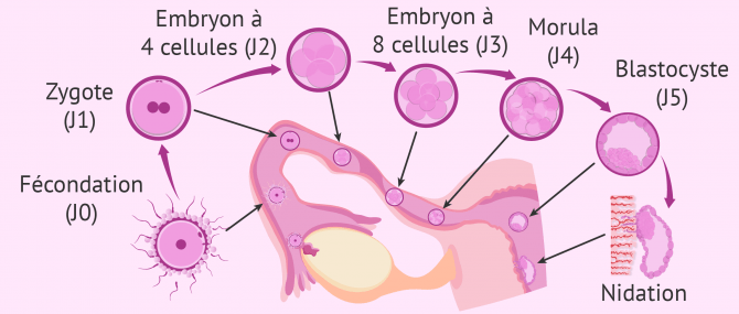 Fécondation et développement embryonnaire à la troisième semaine