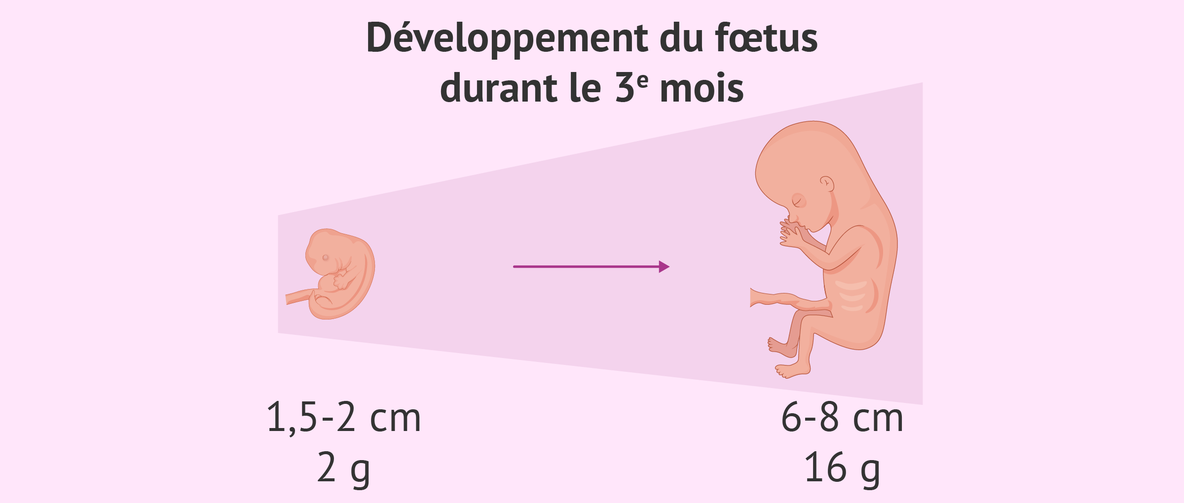Développement du fœtus pendant le troisième mois de grossesse