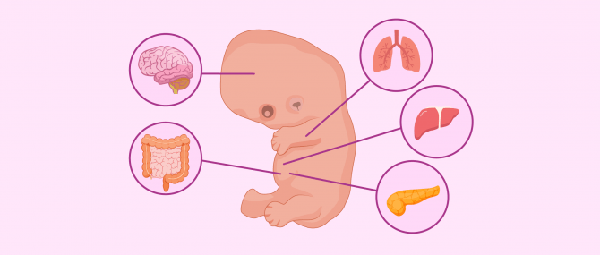 Embryon à 7 semaines de grossesse