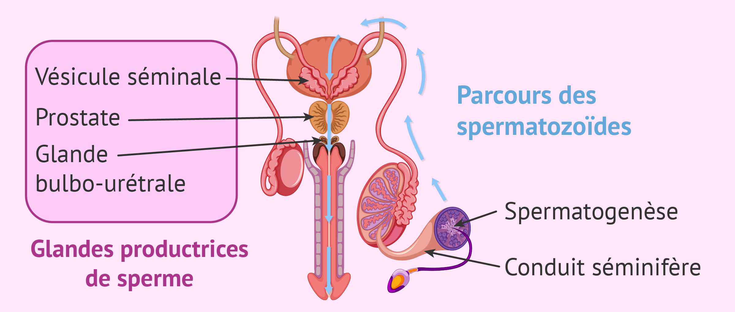 Formation des spermatozoïdes et du sperme