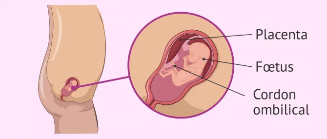 3 mois de grossesse: qu'est-ce qui change chez le bébé?