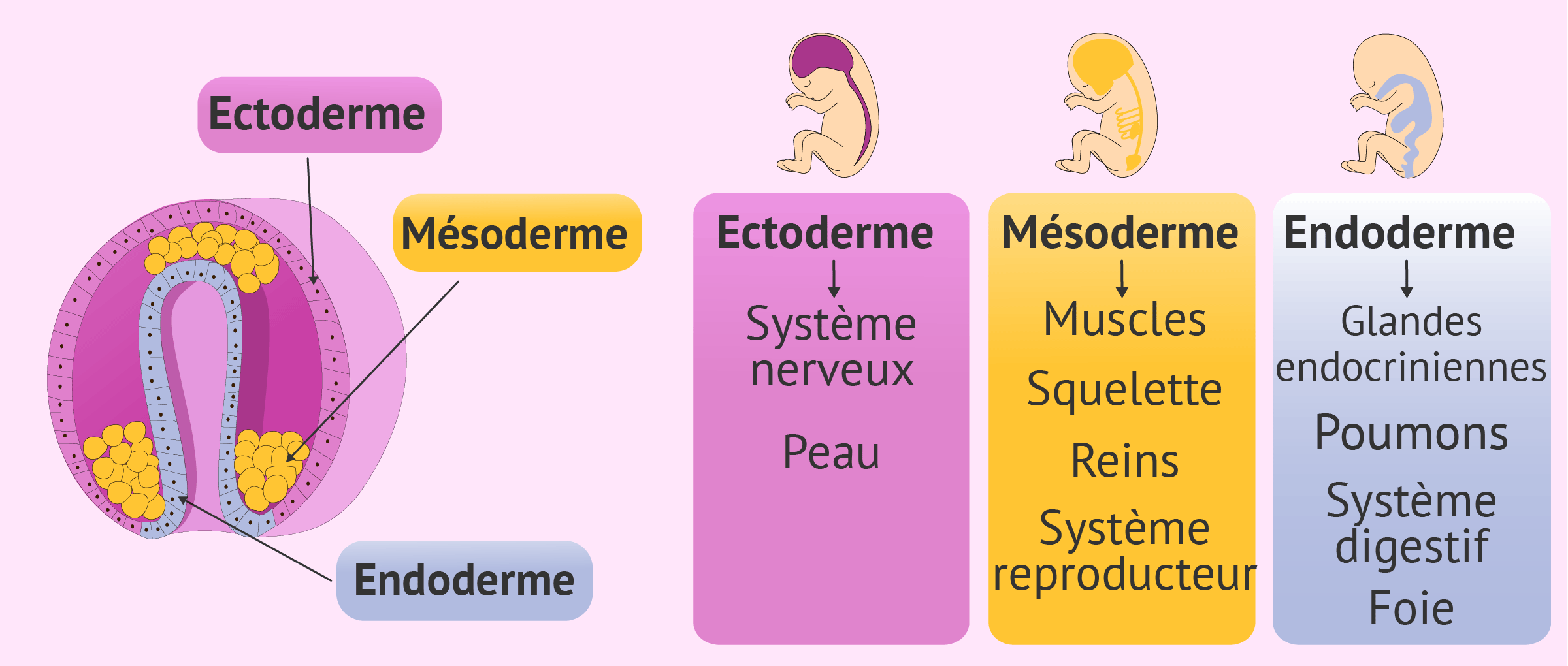 Gastrulation et développement des organes du bébé