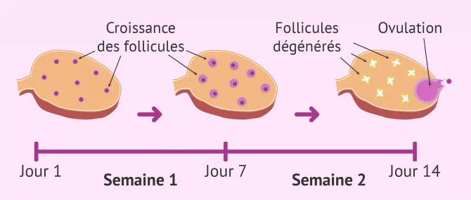 Recrutement folliculaire et ovulation