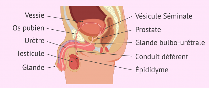 Système reproducteur masculin