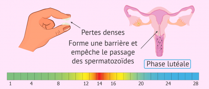 Aspect et fonction de la glaire cervicale pendant la phase lutéale