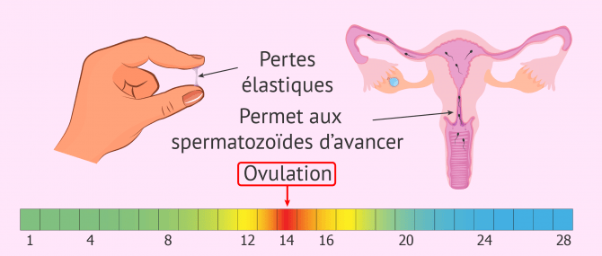 Aspect et fonction de la glaire cervicale pendant l'ovulation