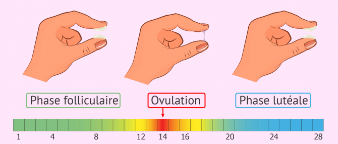 Calendrier d'ovulation et évolution de la glaire cervicale