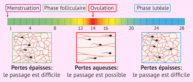 Changements de la glaire cervicale pendant le cycle menstruel