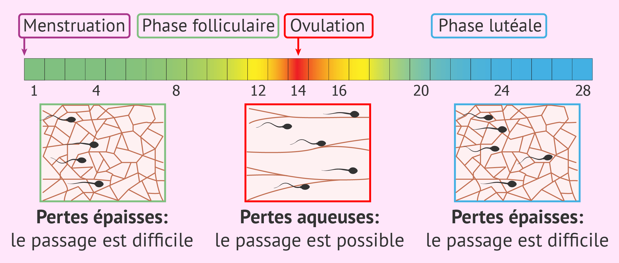 La glaire cervicale: un indice de l'ovulation?