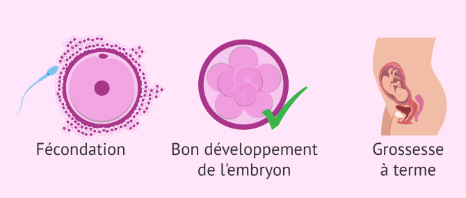 L'abstinence sexuelle influe sur le taux de grossesse