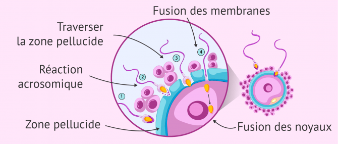 Schéma du processus complet de fécondation de l'ovule