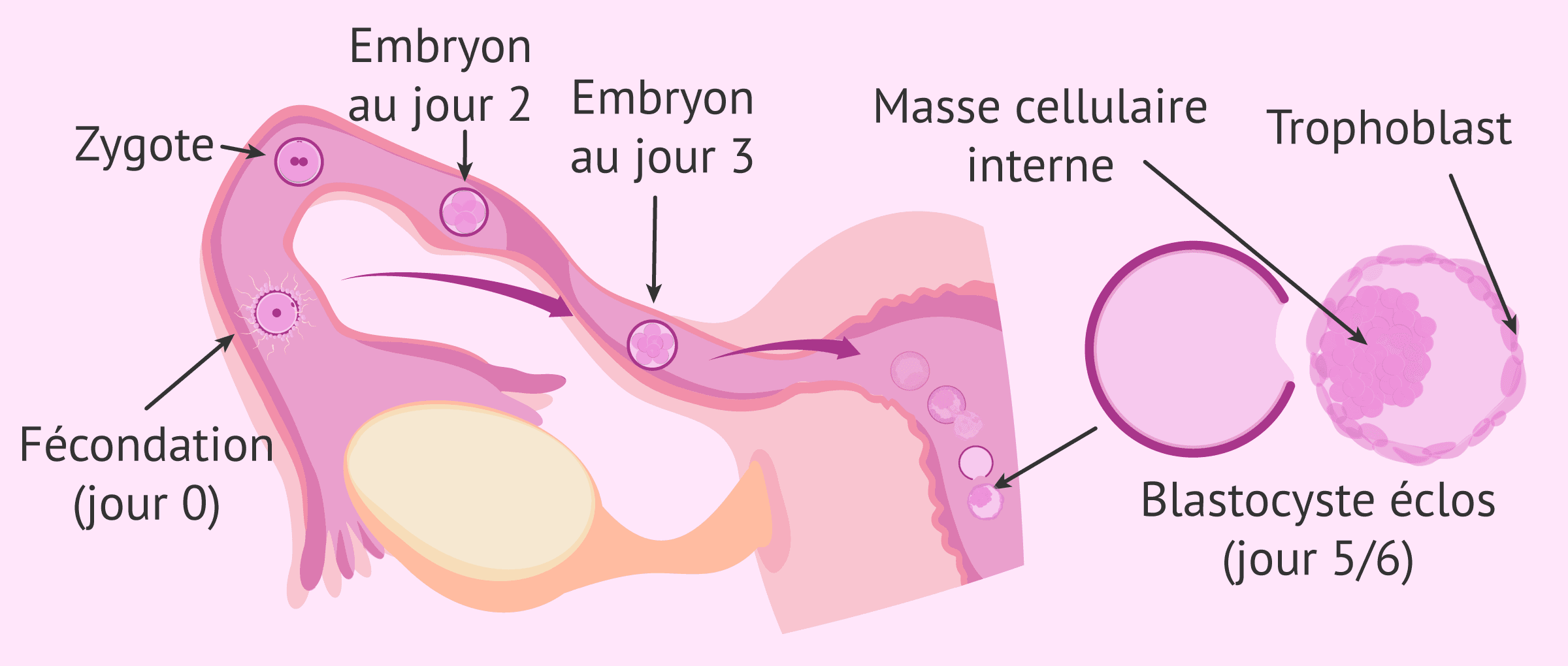 Imagen: Développement et implantation de l'embryon dans l'utérus