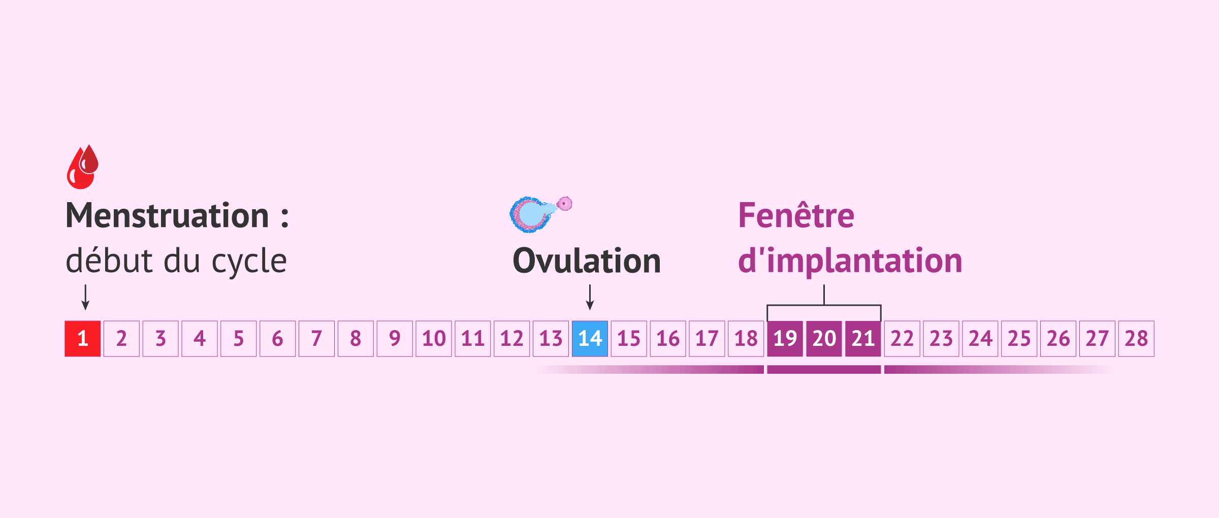 Imagen: Quel est le moment de la fenêtre d'implantation ?