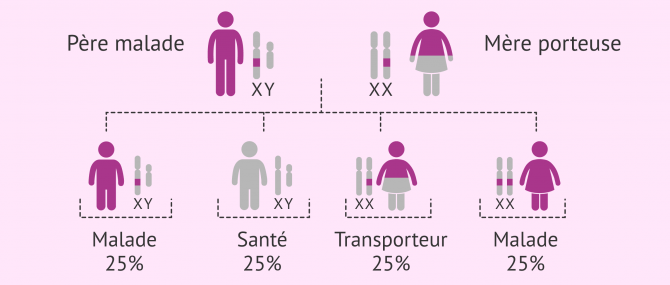 Imagen: Hérédité des maladies récessives liées au chromosome X