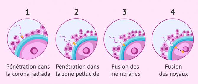 Imagen: phases de la fecondation