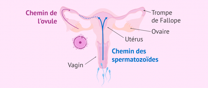 Imagen: spermatozoïdes dans les trompes de Fallope