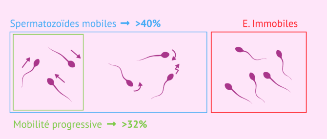 Imagen: Mobilité des spermatozoïdes