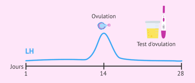 Imagen: Augmentation de la LH et sa détection