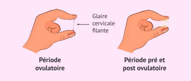 Imagen: Changements de la glaire cervicale au cours du cycle menstruel