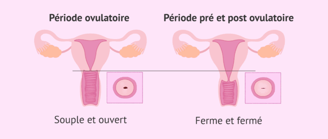 Imagen: Changements du col de l’utérus au cours du cycle menstruel