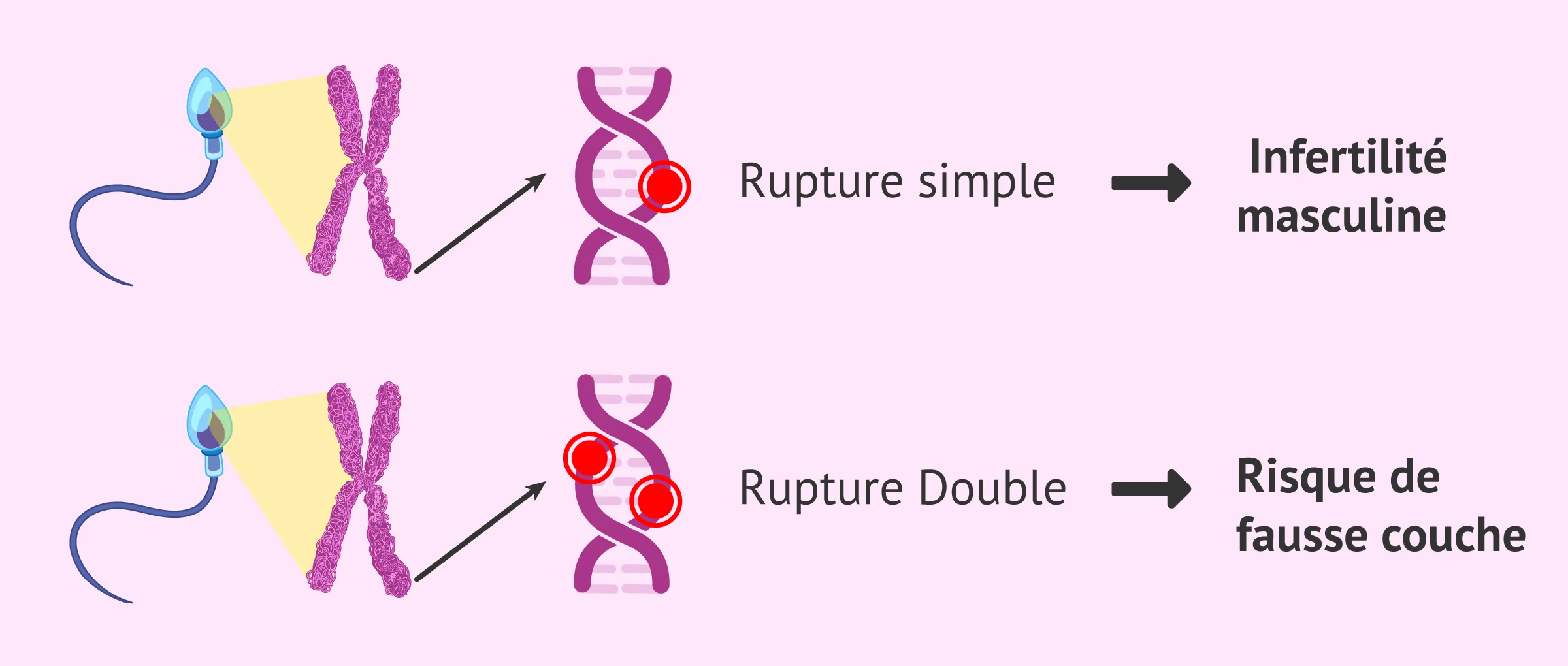Imagen: rupture-chaîne-adn