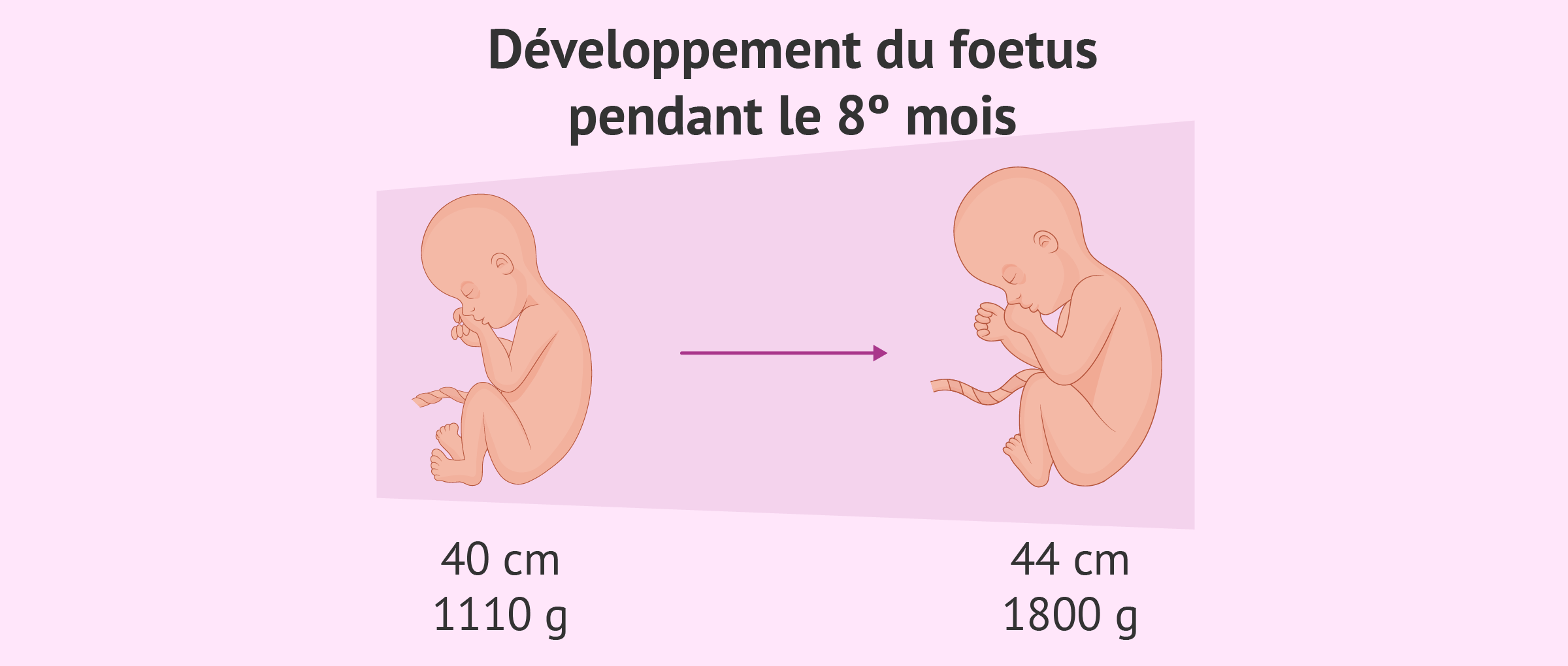 Développement du foetus 8mois