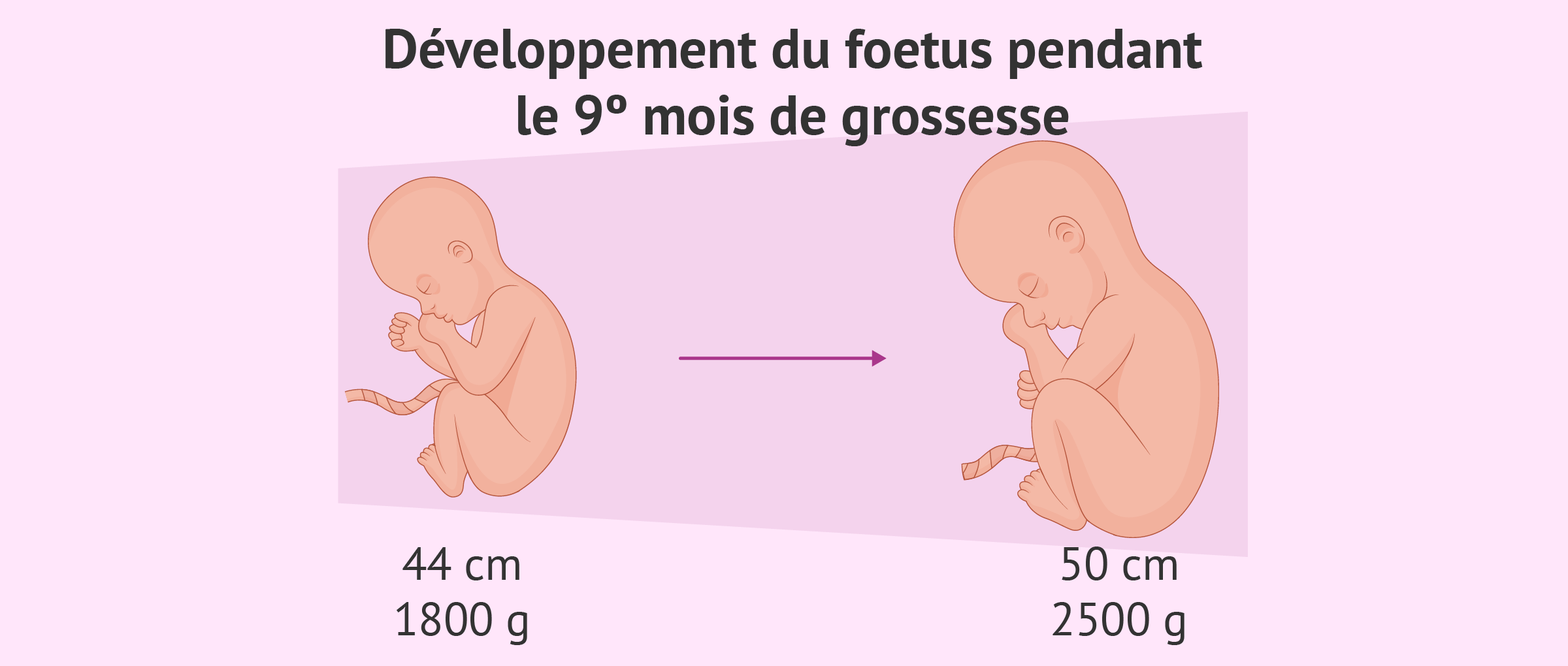 Développement du foetus au neuvième mois de grossesse