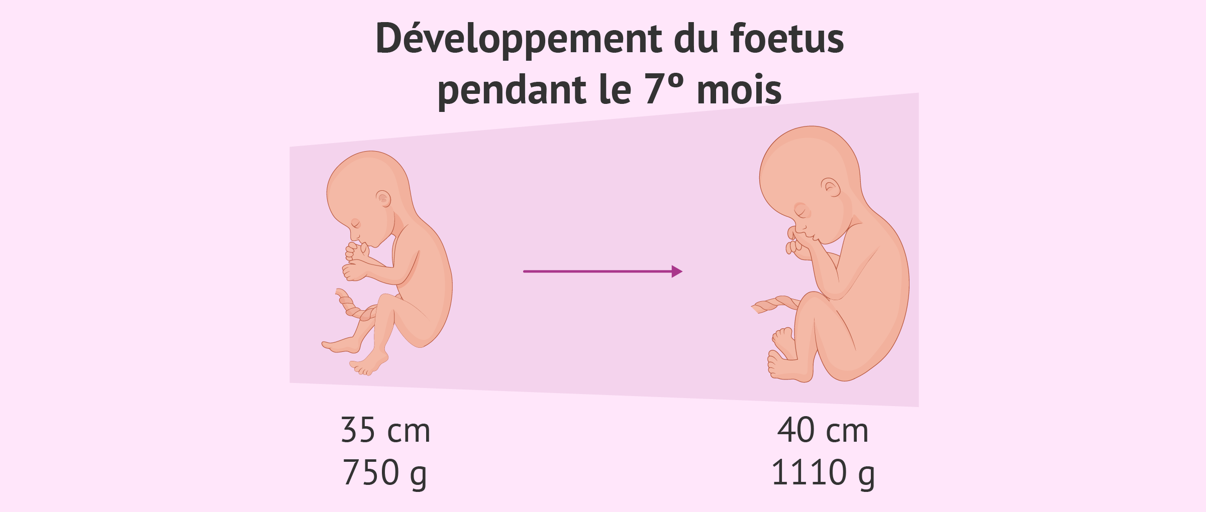 Développement du foetus pendant le septième mois de grossesse