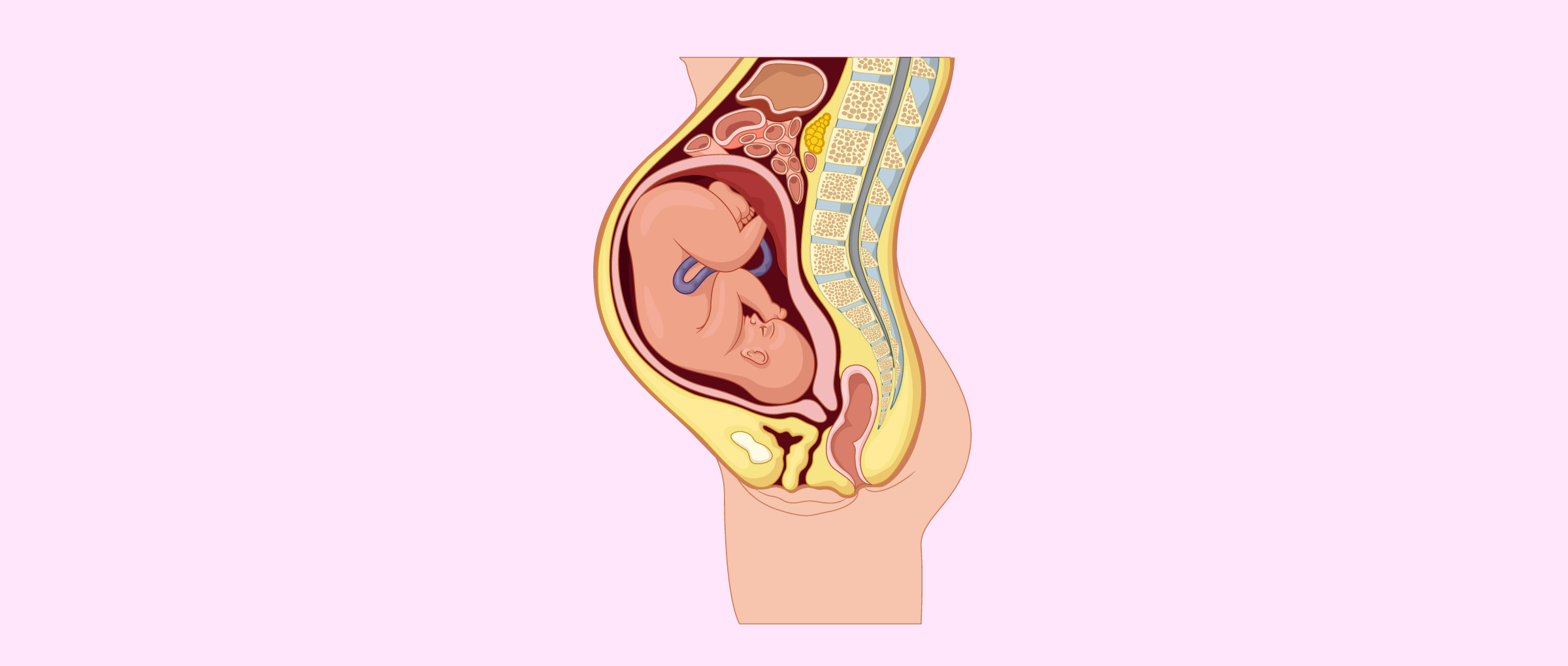 Le foetus se place tête en bas à partir du 8º mois de grossesse