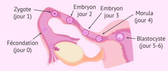 Imagen: Développement de l'embryon