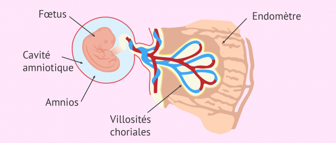 Imagen: Implantation embryon placenta