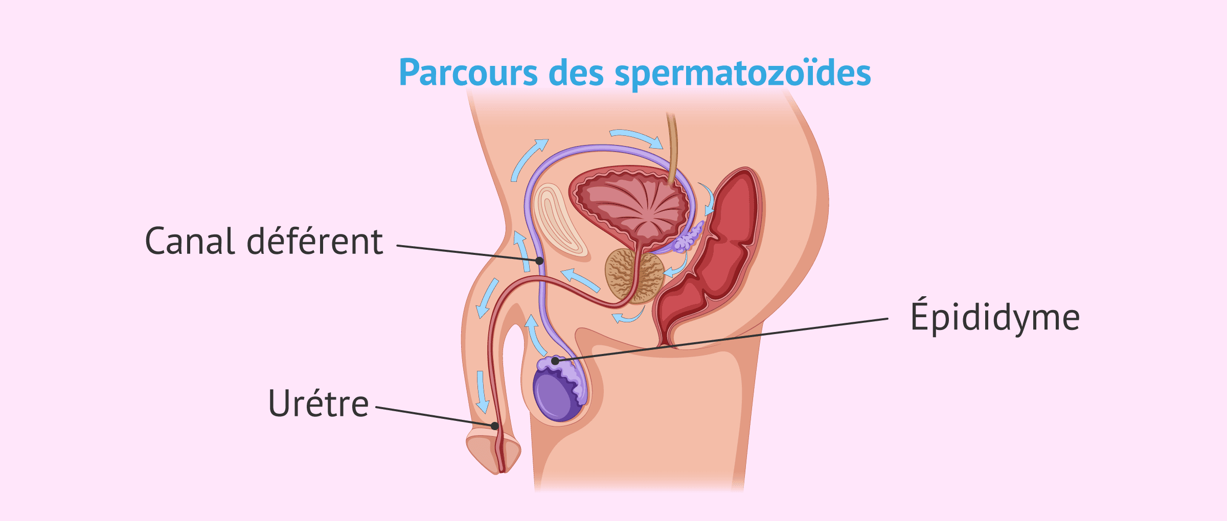 Imagen: Voies séminales pour le transport des spermatozoïdes