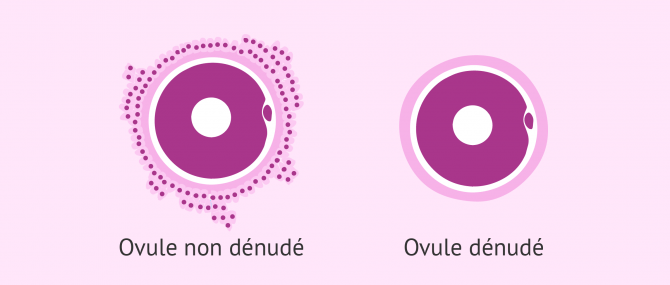 Imagen: Dénudation des ovules