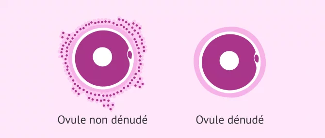 Imagen: Dénudation des ovules