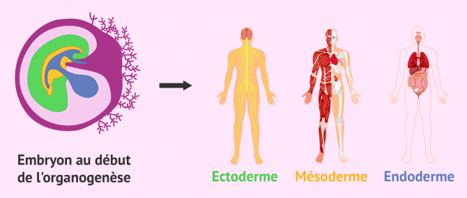 Imagen: Organogenèse différentes couches