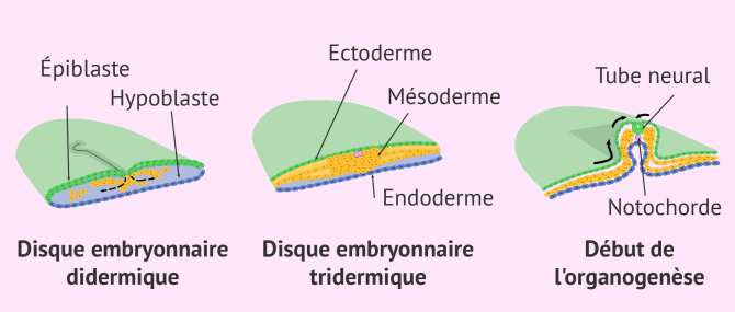 Imagen: Formation du disque embryonnaire