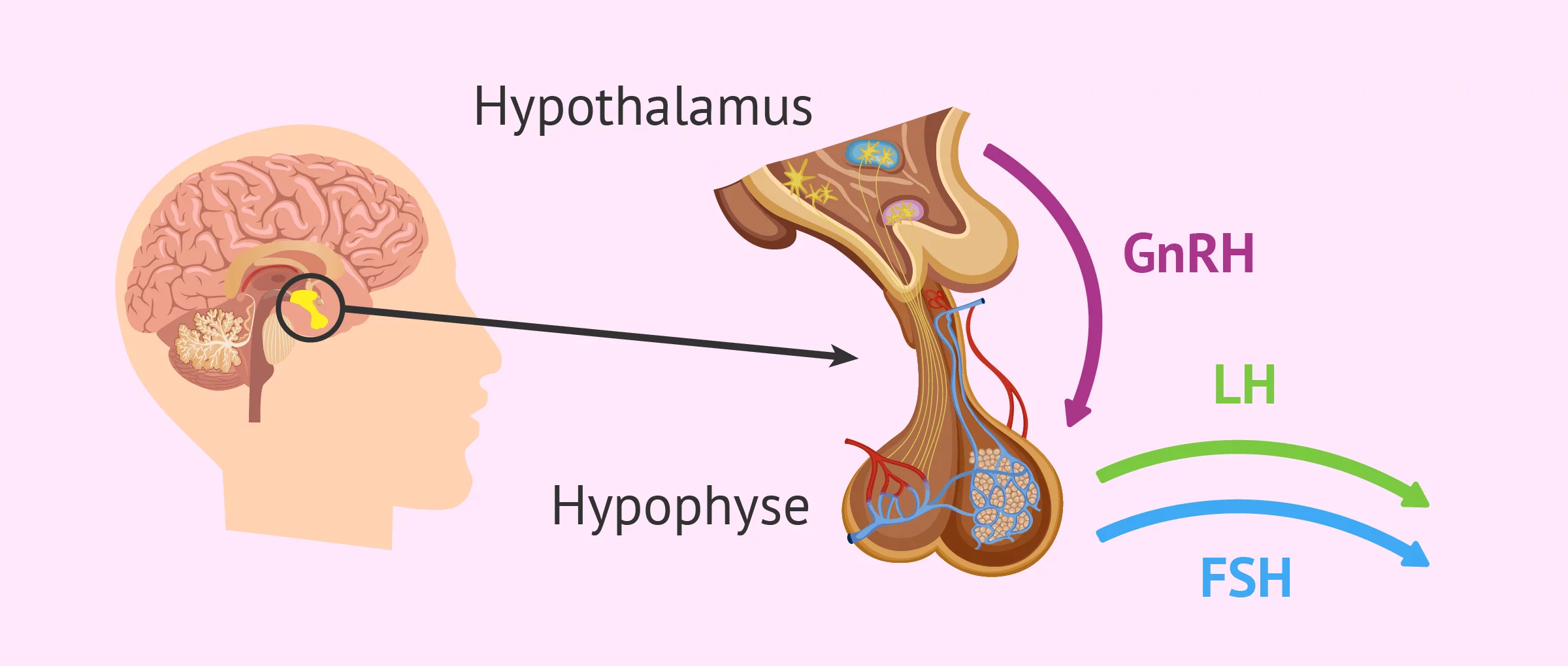 Comment Les Hormones Regulent elles Le Cycle Ovarien Schéma Les hormones sexuelles féminines et masculines, à quoi servent-elles?