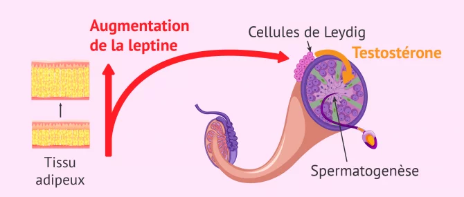 Imagen: niveaux hormones sexuelles et obésité