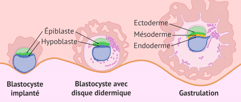 Qu'est-ce-que la gastrulation? - Début de l'organogenèse