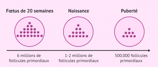 Imagen: Réserve ovarienne depuis la naissance