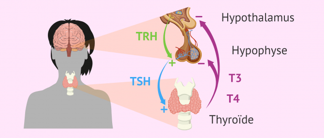Imagen: Hormones et glande thyroïde