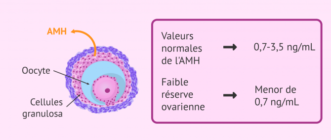 Imagen: Sécrétion de l'hormone anti-mullerienne (AMH)