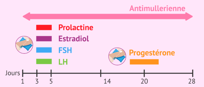 Imagen: Quand faire les analyses hormonales