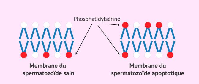 Imagen: Membrane du spermatozoïde apoptotique