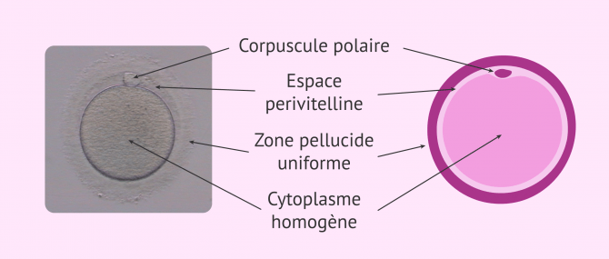 Imagen: Analyser la qualité des ovules