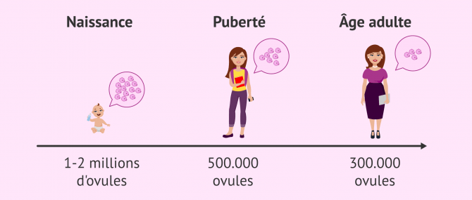 Imagen: Réserve ovarienne à la naissance, puberté et âge adulte