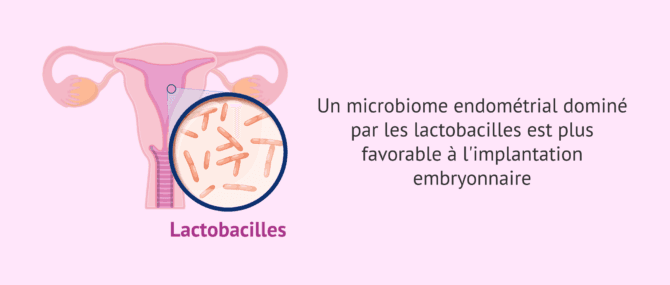 Imagen: Lactobacilles et implantation embryonnaire